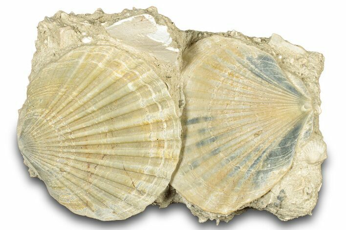 Fossil Pecten (Scallops) Cluster - Gironde, France #302965